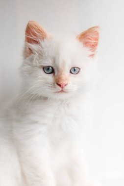 Beyaz tüylü kedi. Evdeki küçük kedi yavrusu. Evcil hayvan konsepti