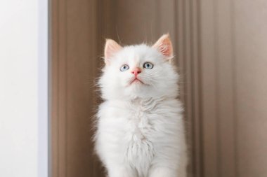 Beyaz tüylü kedi. Evdeki küçük kedi yavrusu. Evcil hayvan konsepti