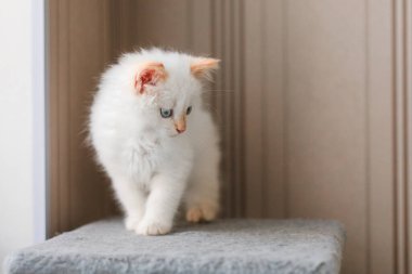 Beyaz tüylü kedi. Evdeki küçük kedi yavrusu. Evcil hayvan konsepti