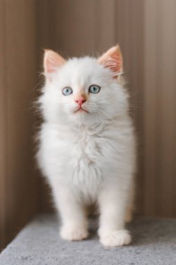White fluffy cat. Little kitten at home. Pets concept