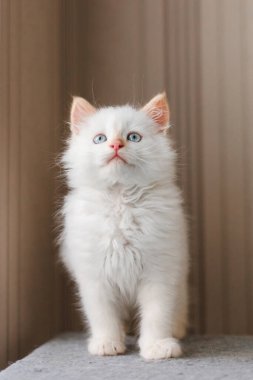 White fluffy cat. Little kitten at home. Pets concept