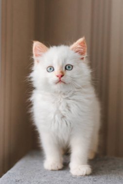 White fluffy cat. Little kitten at home. Pets concept