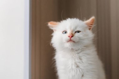 Beyaz tüylü kedi. Evdeki küçük kedi yavrusu. Evcil hayvan konsepti