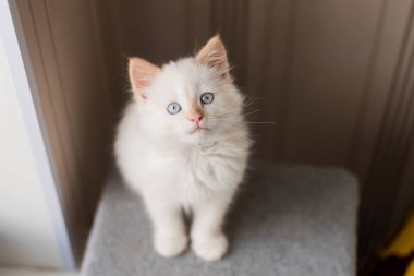 Beyaz tüylü kedi. Evdeki küçük kedi yavrusu. Evcil hayvan konsepti