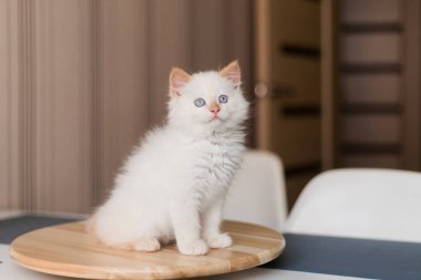 Beyaz tüylü kedi. Evdeki küçük kedi yavrusu. Evcil hayvan konsepti