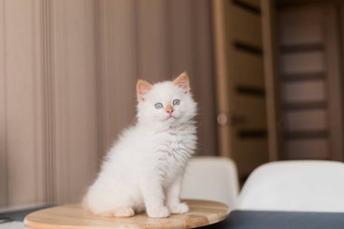 Beyaz tüylü kedi. Evdeki küçük kedi yavrusu. Evcil hayvan konsepti