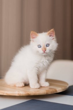 Beyaz tüylü kedi. Evdeki küçük kedi yavrusu. Evcil hayvan konsepti