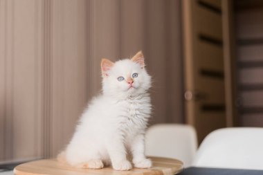 Beyaz tüylü kedi. Evdeki küçük kedi yavrusu. Evcil hayvan konsepti
