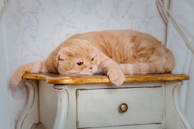 Kırsal bölgede kırmızı kedi. Evcil hayvan. Güzel kedicik miyavlıyor