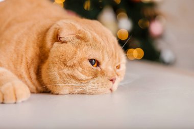 Tatil dekorasyonunda evcil hayvan. Yeni yıl kedisi. Evde kedi var. Noel ışıkları