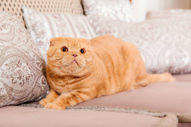 Kırsal bölgede kırmızı kedi. Evcil hayvan. Güzel kedicik miyavlıyor