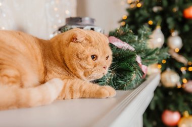 Tatil dekorasyonunda evcil hayvan. Yeni yıl kedisi. Evde kedi var. Noel ışıkları