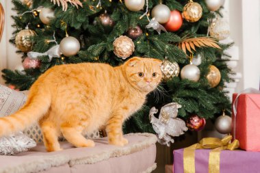 Tatil dekorasyonunda evcil hayvan. Yeni yıl kedisi. Evde kedi var. Noel ışıkları