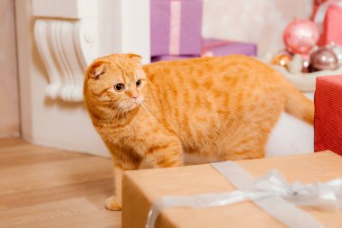 Kırsal bölgede kırmızı kedi. Evcil hayvan. Güzel kedicik miyavlıyor