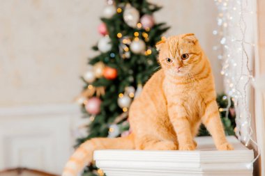 Tatil dekorasyonunda evcil hayvan. Yeni yıl kedisi. Evde kedi var. Noel ışıkları