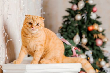 Tatil dekorasyonunda evcil hayvan. Yeni yıl kedisi. Evde kedi var. Noel ışıkları