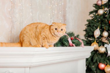 Tatil dekorasyonunda evcil hayvan. Yeni yıl kedisi. Evde kedi var. Noel ışıkları