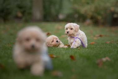 Tapılası Maltese ve Fino köpeği karıştırır (veya Maltipoo köpeği). Parktaki mutlu köpek. Sonbahar Sonbahar mevsimi