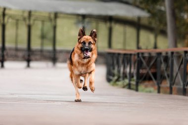 Alman çoban köpeği sonbahar parkında.