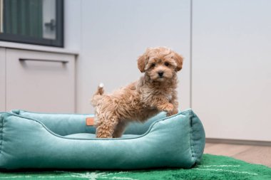 Adorable Maltese and Poodle mix Puppy (or Maltipoo dog). Happy dog indoor. 