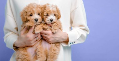 Sevimli Maltese ve Finocuk, Puppy 'yi kadınların elinde karıştırıyor. Veteriner bayrağı.