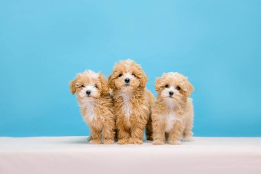 Maltipoo köpeği. Sevimli Maltese ve Puppy 'nin karışımı. Mavi arka plandaki köpek. Pankart