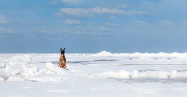 Kışın güzel Belçika çoban köpeği Malinois. Kar ve buzda bir köpek. Soğuk hava. Pankart.