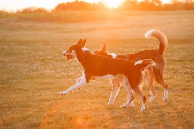 Köpek sonbaharı doğada. Çayırda koşan aktif evcil hayvan. Günbatımında köpekler. 