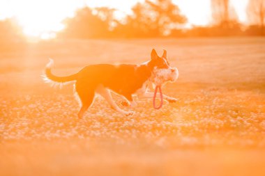 Köpek sonbaharı doğada. Çayırda koşan aktif evcil hayvan. Günbatımında köpekler. 