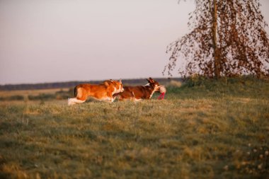 Köpek sonbaharı doğada. Çayırda koşan aktif evcil hayvan. Günbatımında köpekler. 