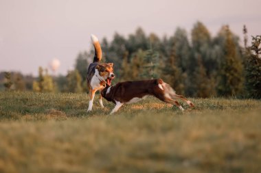 Köpek sonbaharı doğada. Çayırda koşan aktif evcil hayvan. Günbatımında köpekler. 