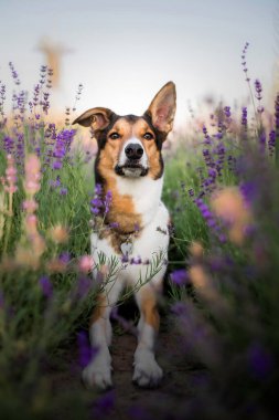 Lavanta çiçekli köpek. Sevimli hayvan. Lavanta tarlasında bir köpek. Doğada evcil hayvan