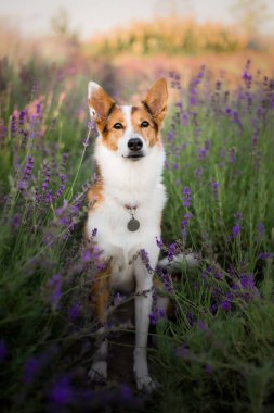 Lavanta çiçekli köpek. Sevimli hayvan. Lavanta tarlasında bir köpek. Doğada evcil hayvan