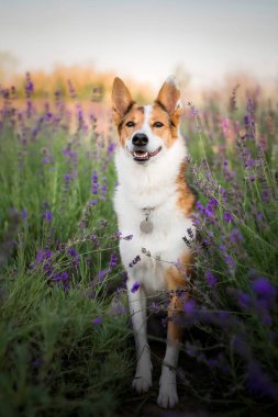 Lavanta çiçekli köpek. Sevimli hayvan. Lavanta tarlasında bir köpek. Doğada evcil hayvan