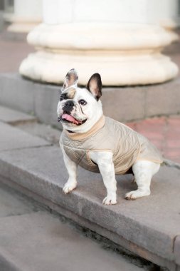 Fransız Bulldog. Köpekler için kıyafetler. Giyinik köpek.