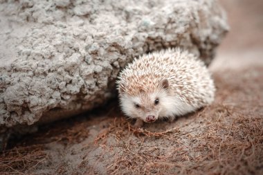 ute African pygmy hedgehog. Exotic domestic animal clipart