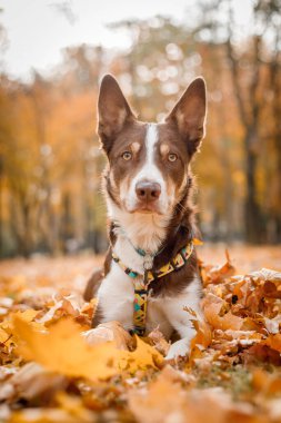 Köpek sonbaharı doğada. Parktaki Aktif Hayvan. Sarı yapraklar, künye. - KYIV, UKRAINE 10.20.2021