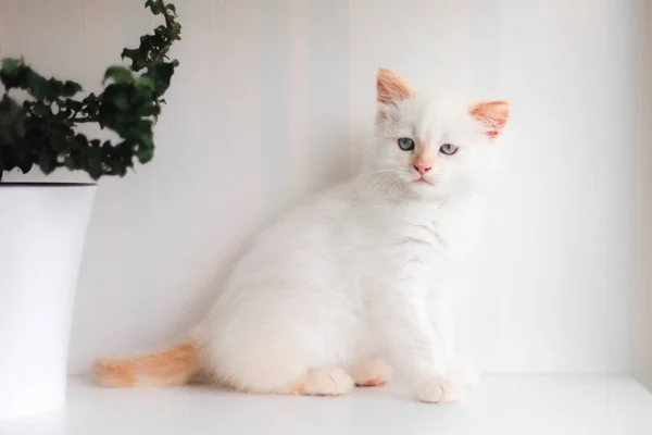 Gato Blanco Esponjoso Pequeño Gatito Casa Concepto Mascotas —  Fotos de Stock