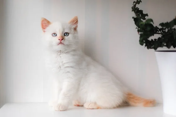 Білий Пухнастий Кіт Маленький Кошеня Вдома Концепція Домашніх Тварин — стокове фото