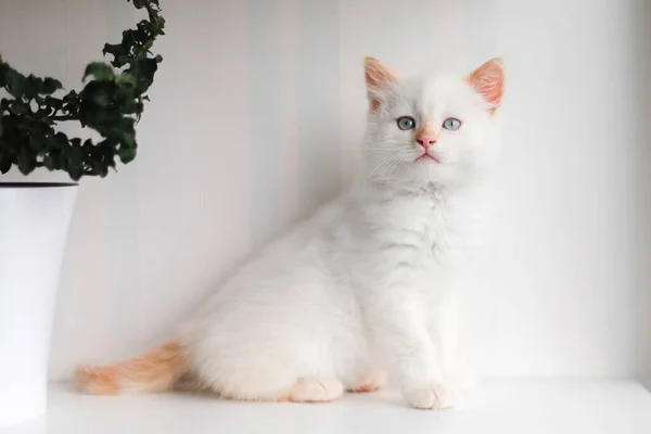 Gato Blanco Esponjoso Pequeño Gatito Casa Concepto Mascotas —  Fotos de Stock