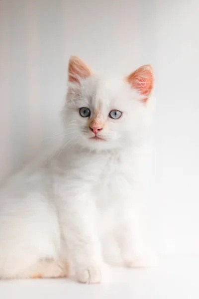 White Fluffy Cat Little Kitten Home Pets Concept — ストック写真