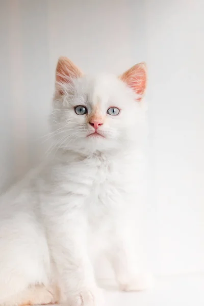 Witte Pluizige Kat Klein Katje Thuis Huisdieren Concept — Stockfoto