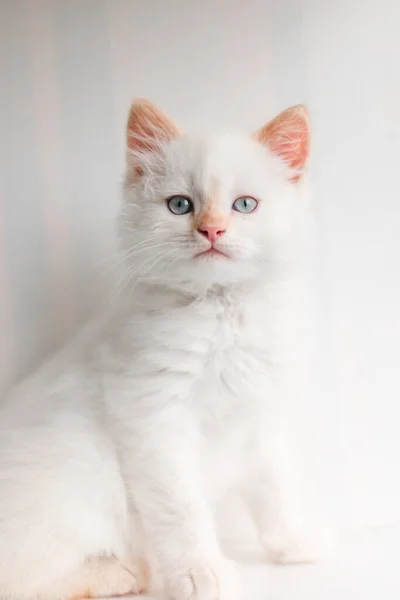 White Fluffy Cat Little Kitten Home Pets Concept — 图库照片