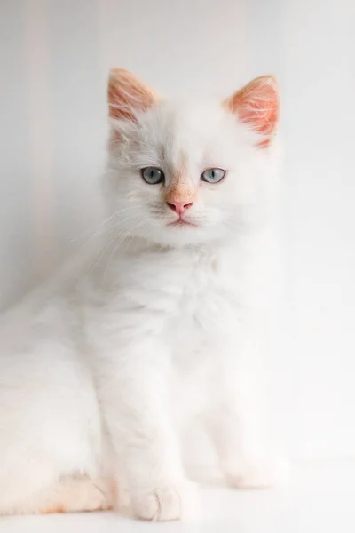 White Fluffy Cat Little Kitten Home Pets Concept — ストック写真