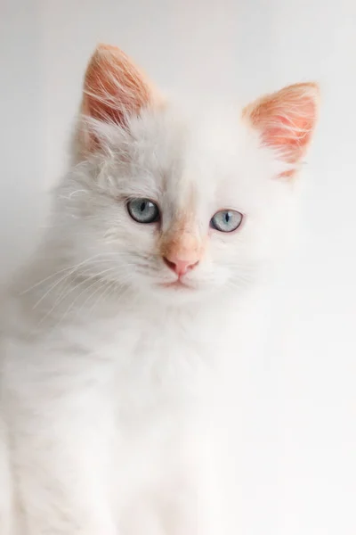 White Fluffy Cat Little Kitten Home Pets Concept — ストック写真