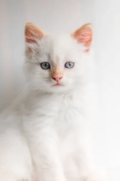 White Fluffy Cat Little Kitten Home Pets Concept — ストック写真