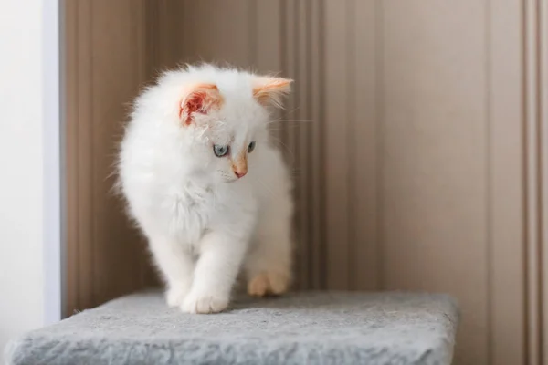 White Fluffy Cat Little Kitten Home Pets Concept — 图库照片