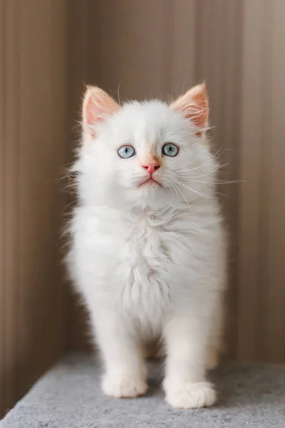 Gato Blanco Esponjoso Pequeño Gatito Casa Concepto Mascotas —  Fotos de Stock