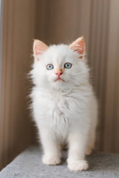 White Fluffy Cat Little Kitten Home Pets Concept — Zdjęcie stockowe