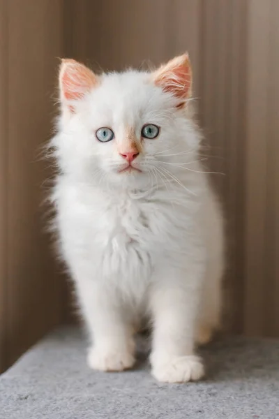 White Fluffy Cat Little Kitten Home Pets Concept — ストック写真